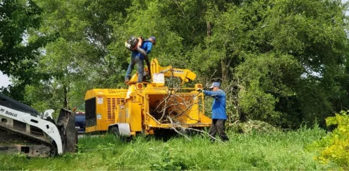 Commercial Tree Services