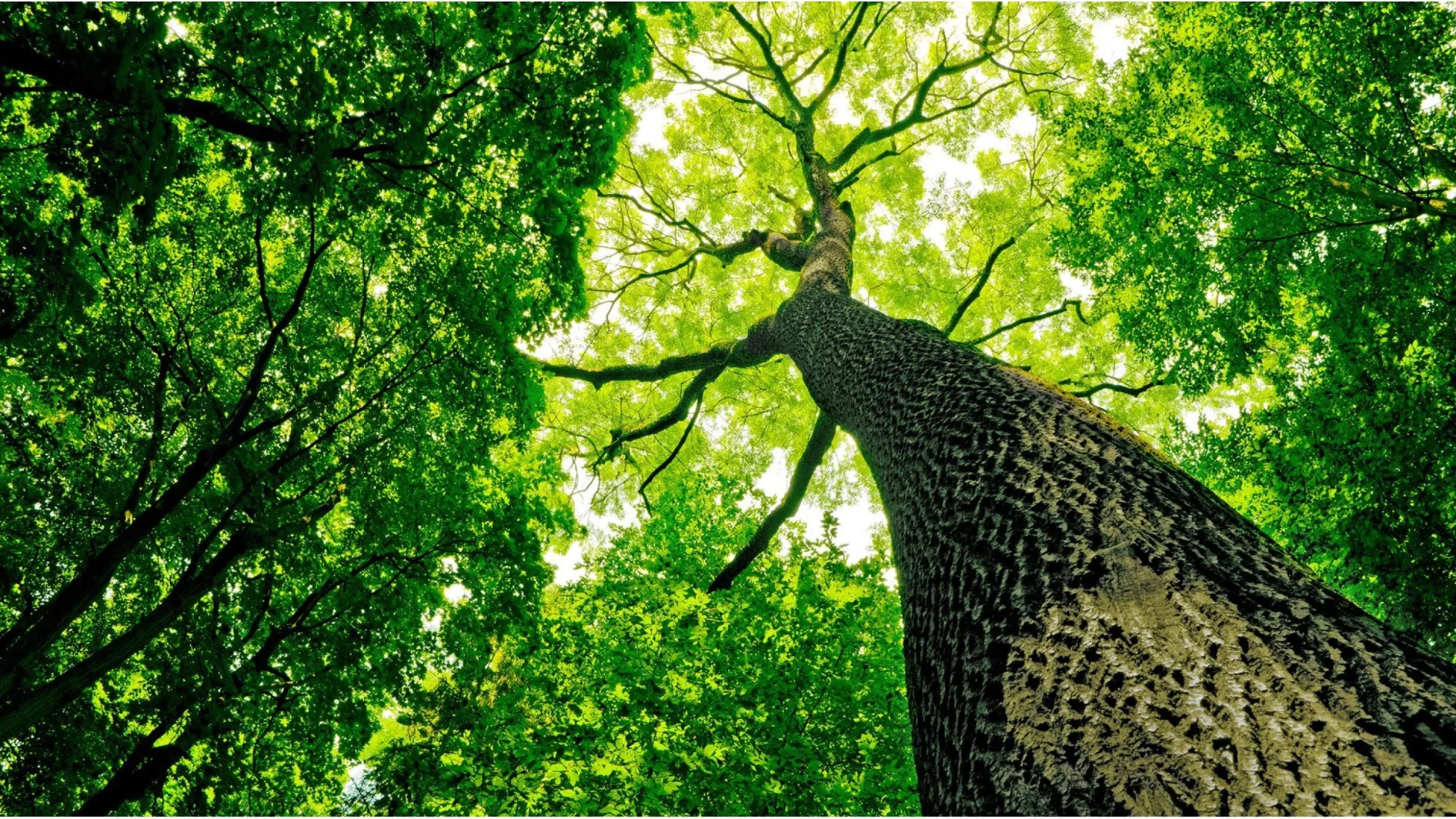Flying Squirrel Tree Service hero