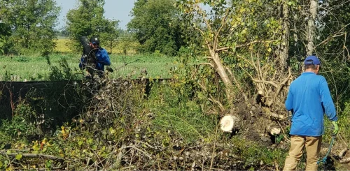 Stump Grinding & Stump Removal