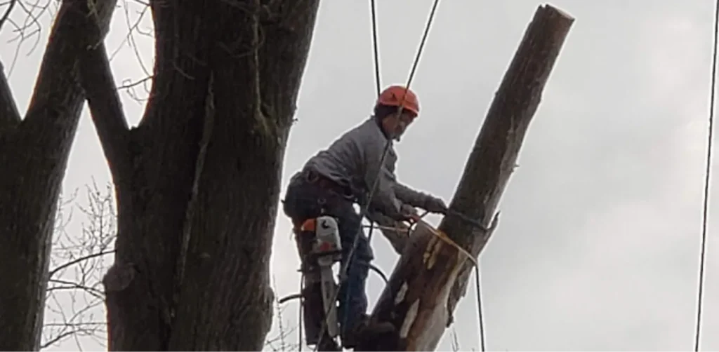 Tree Cabling & Bracing