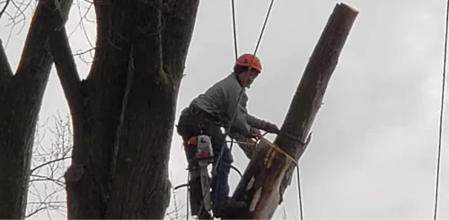 Tree Cabling & Bracing