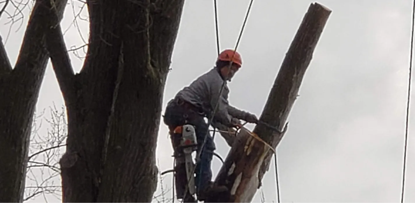 Tree Cabling & Bracing Tree Cabling & Bracing