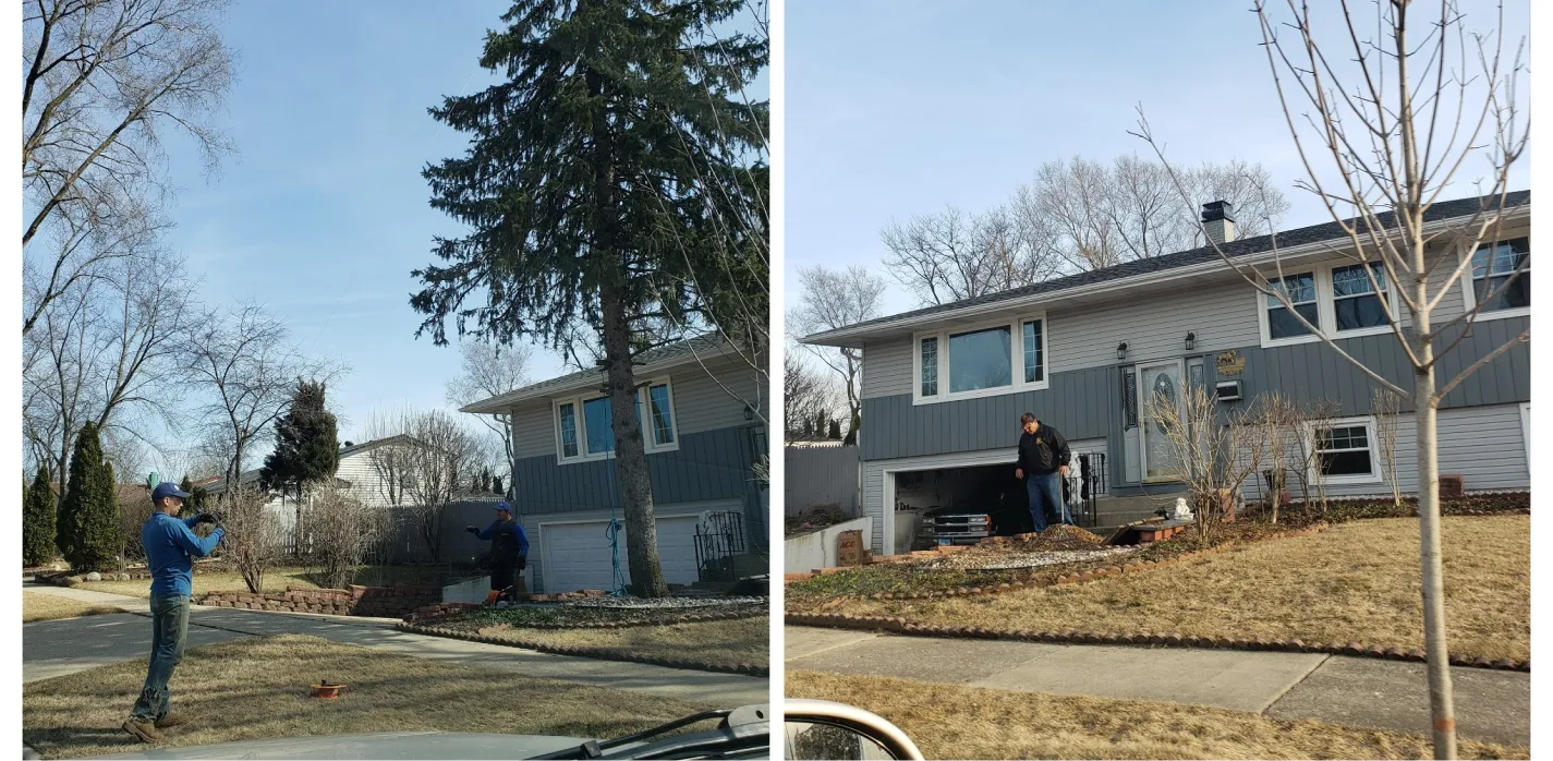 Tree Removal