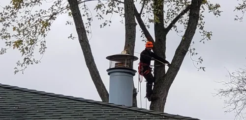Tree Trimming & Pruning